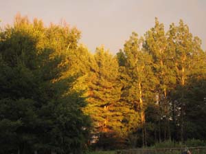 IMG_4862